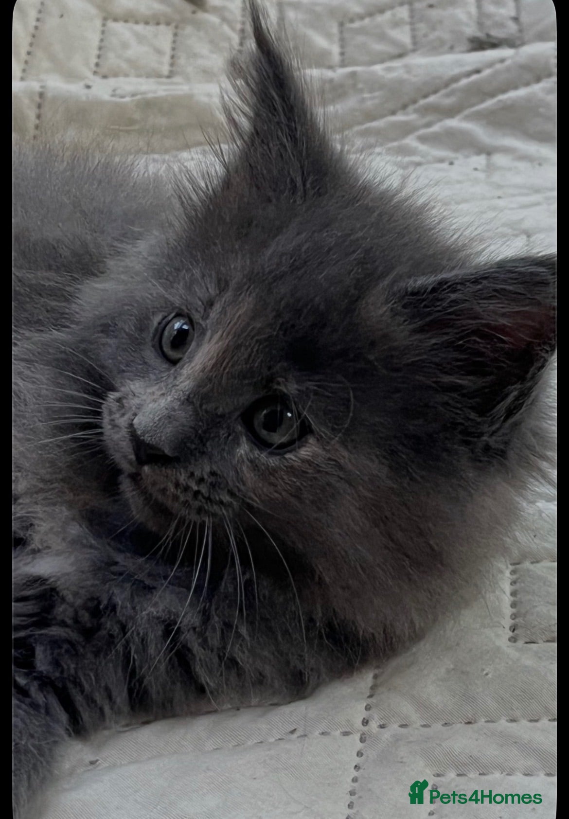 Maine Coon cats  Maine coons kitten - Advert 14
