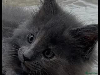 Maine Coon cats Maine coons kitten - Advert 14