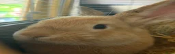 English Lop rabbits for sale: 2 male rabbits in Eastleigh - Advert 1