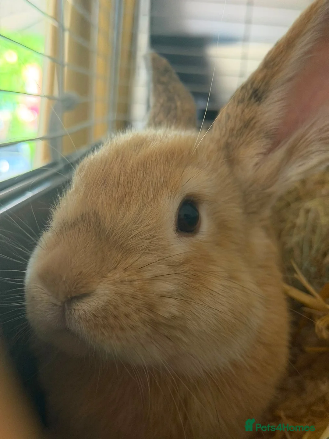 English Lop rabbits for sale: 2 male rabbits in Eastleigh - Advert 1