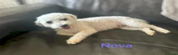 Bichon Frise dogs for sale: Bichon Frise adult 5yrs kc reg x2 - Advert 5