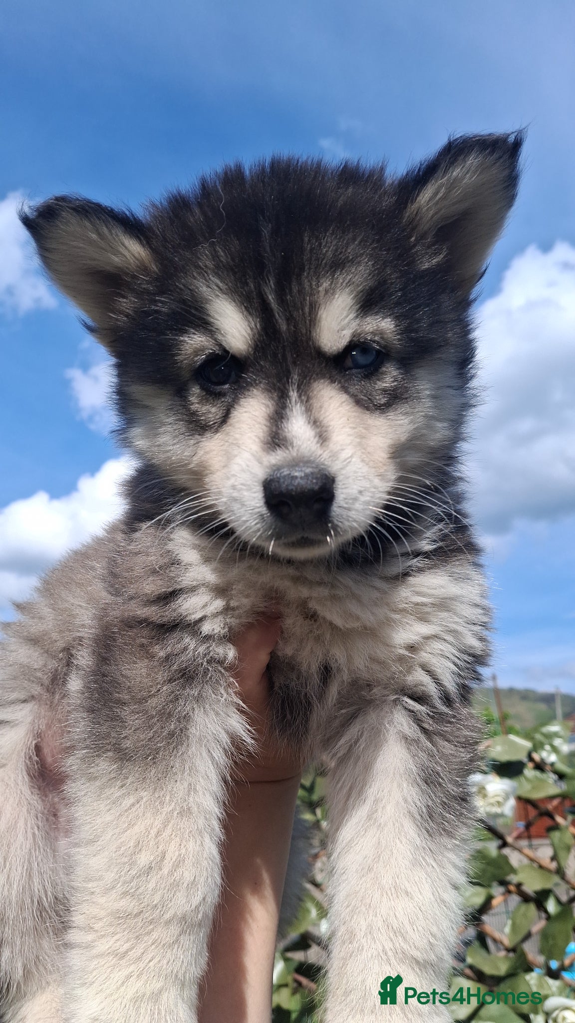 Pomsky dogs FOUR beautiful pomsky pups ready to leave nextweek - Advert 4