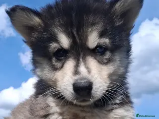 Pomsky dogs B E A U T I F U L pomsky pups READY TO LEAVE TODAY - Advert 5