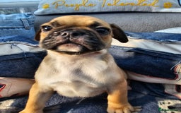 Frug dogs for sale: Frug puppies - Image 6