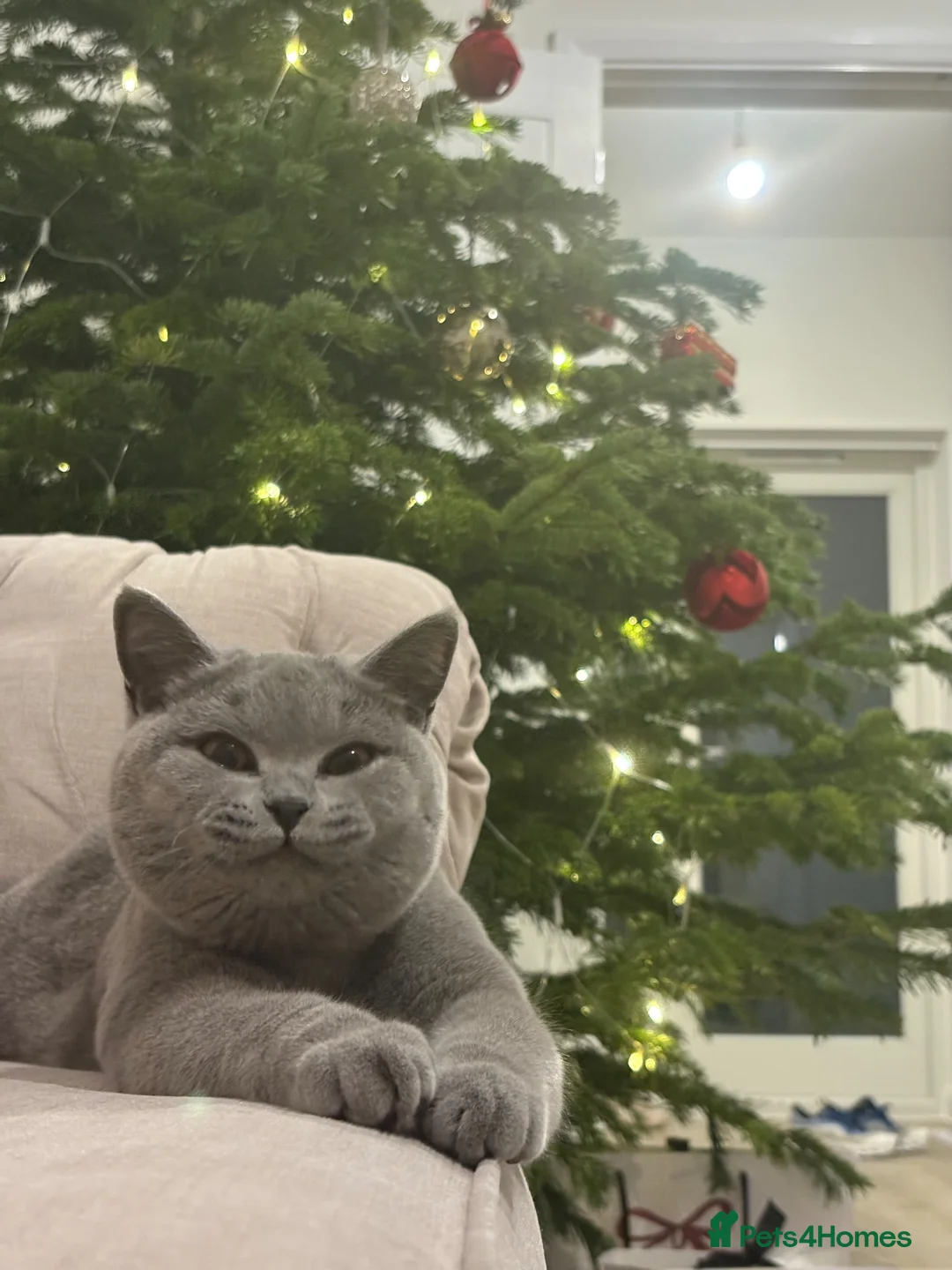 British Shorthair cats for sale: Beautiful British Shorthair Kittens 🤍 - Advert 7