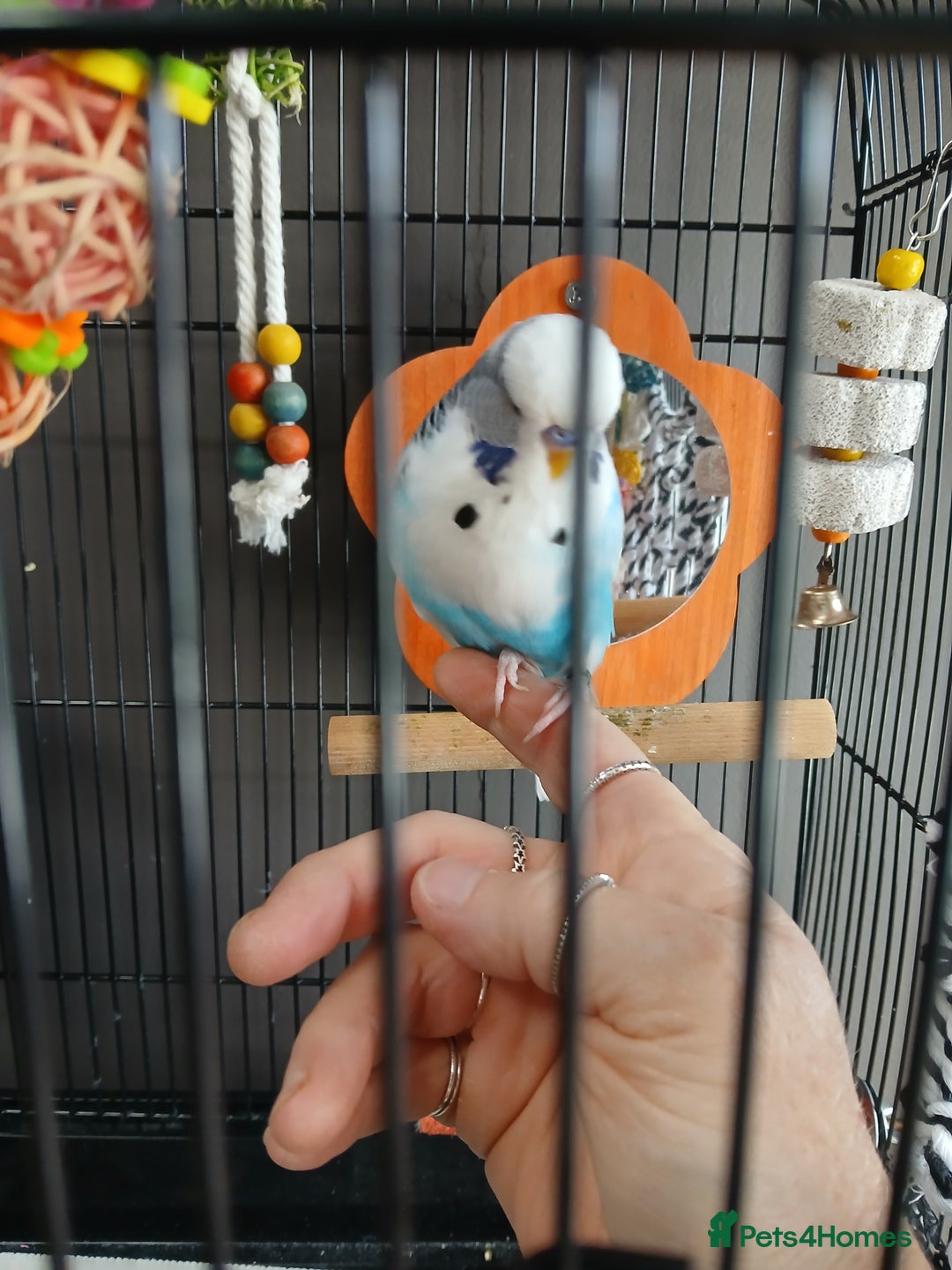 Budgerigars birds for sale: English exhibition budgie for sale - Image 2