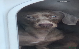 Dachshund dogs for sale: Female dachshund  - Image 4