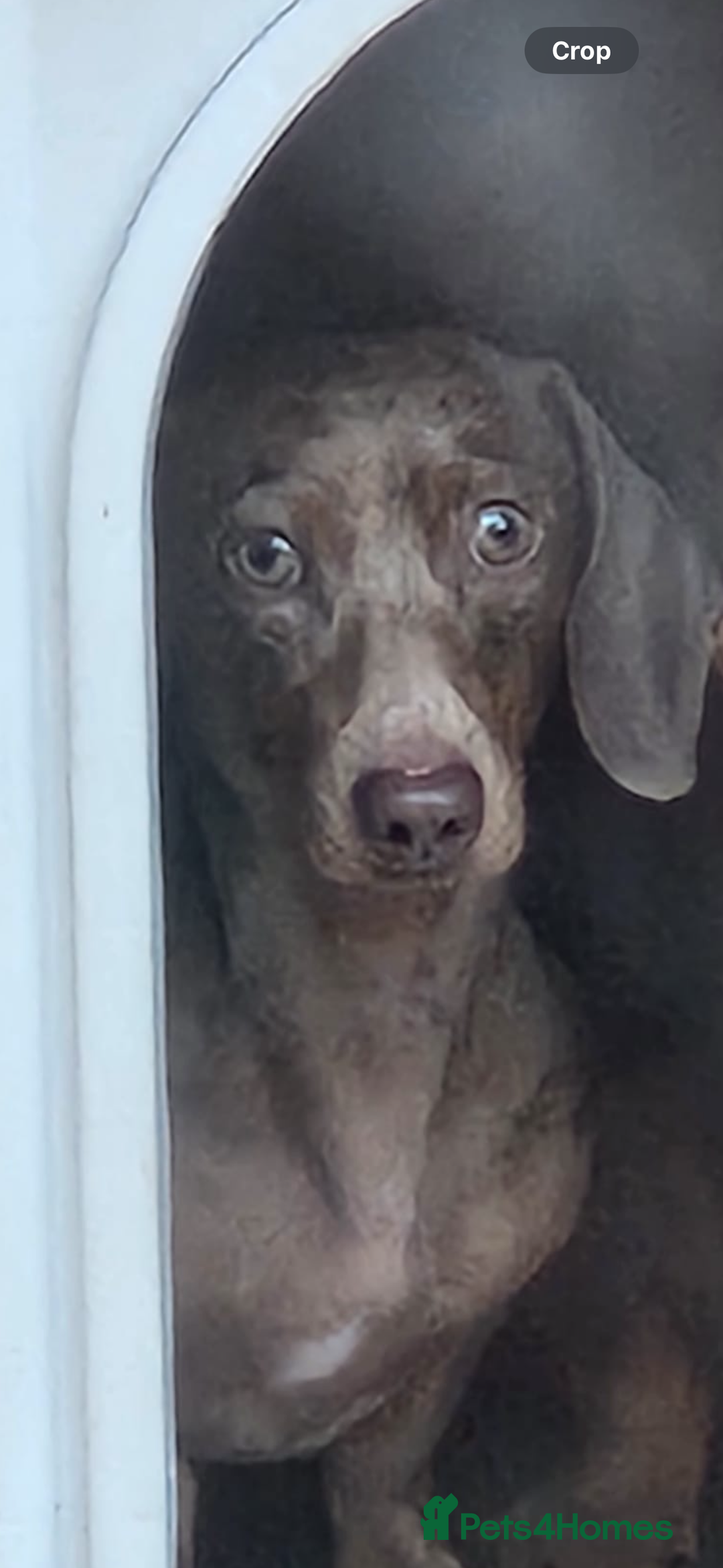 Dachshund dogs for sale: Female dachshund  - Image 4