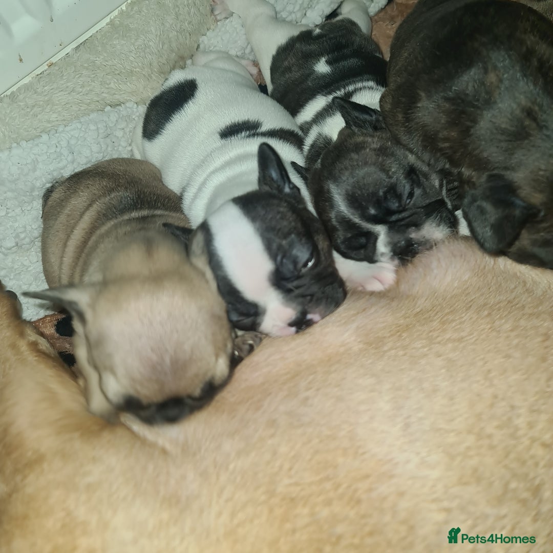 French Bulldog dogs for sale: French Bulldog puppies - Advert 12