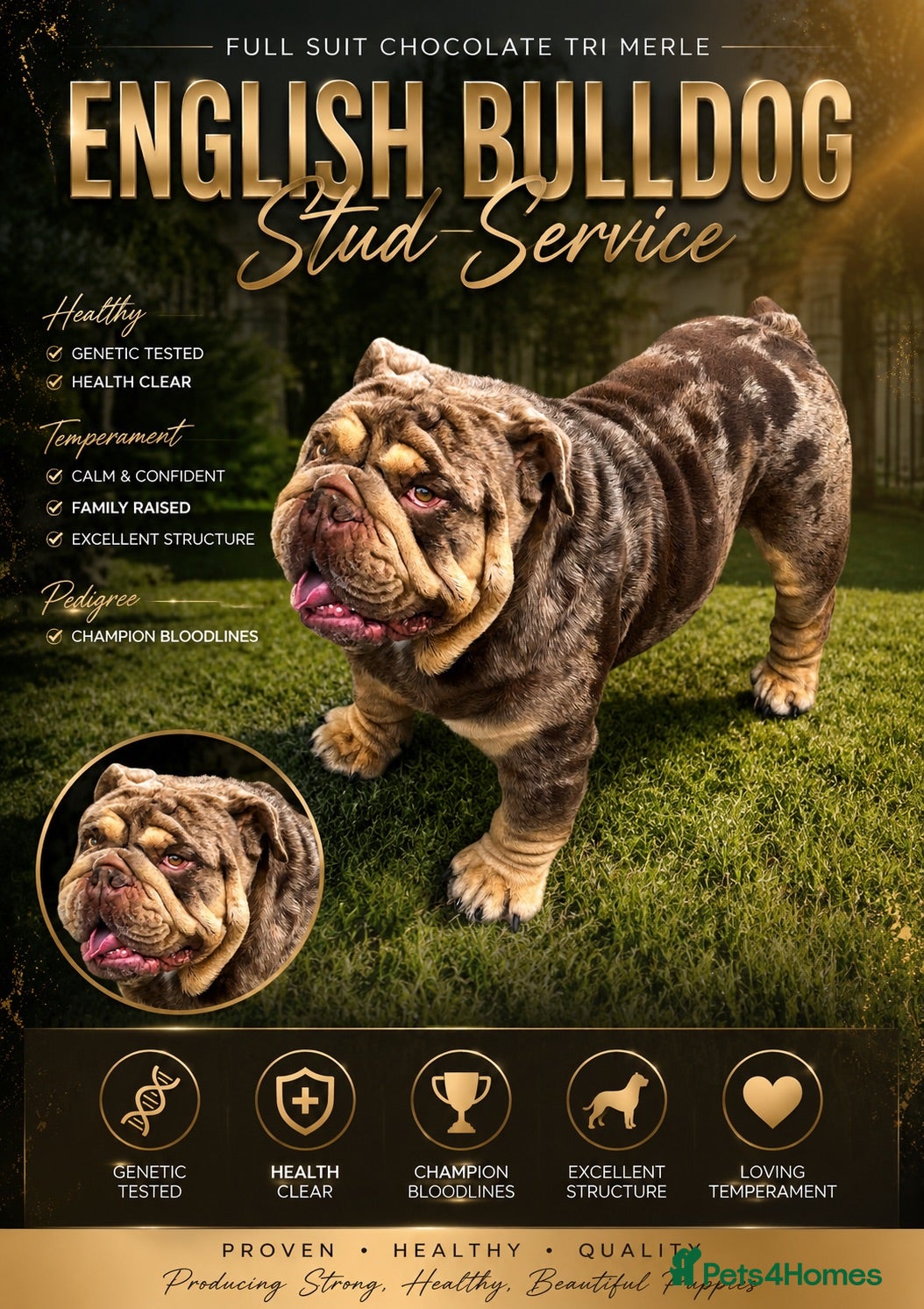English Bulldog dogs Mr. Emperor 🍫 Chocolate Merle   - Proven - Advert 19