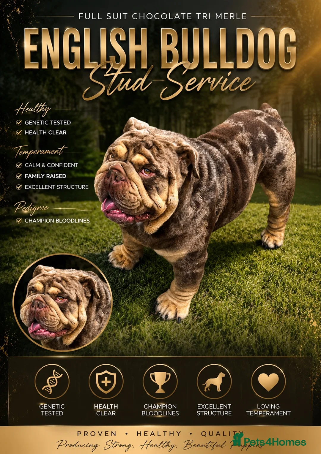 English Bulldog dogs for stud: Mr. Emperor 🍫 Chocolate Merle   - Proven - Advert 1