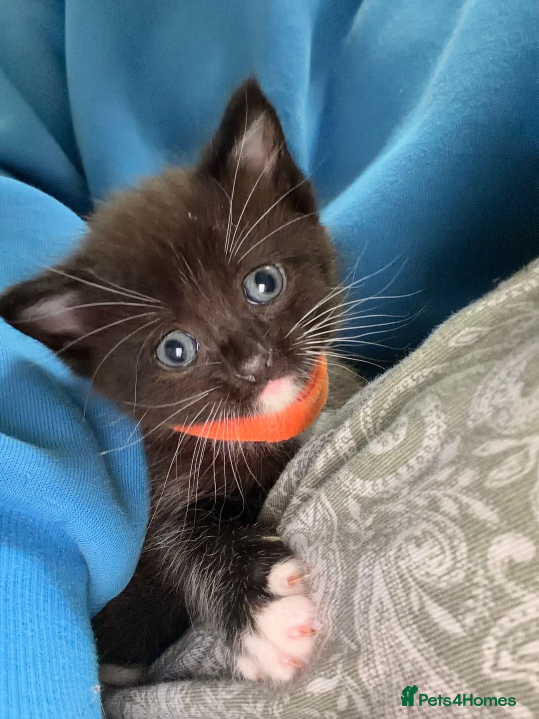 Ragdoll cats for sale: Ragdoll mix kitten - 5 Boys - Advert 9