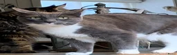 Mixed Breed cats for sale: Half DSH/Maine Coon X. Bonded Must stay together - Advert 7