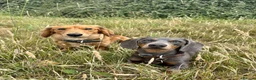 Miniature Dachshund dogs for sale: Miniature dachshunds long-haired - Advert 17