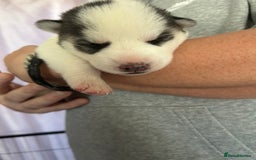 Siberian Husky dogs for sale: Rare piebald husky puppies have now arrived  - Image 10