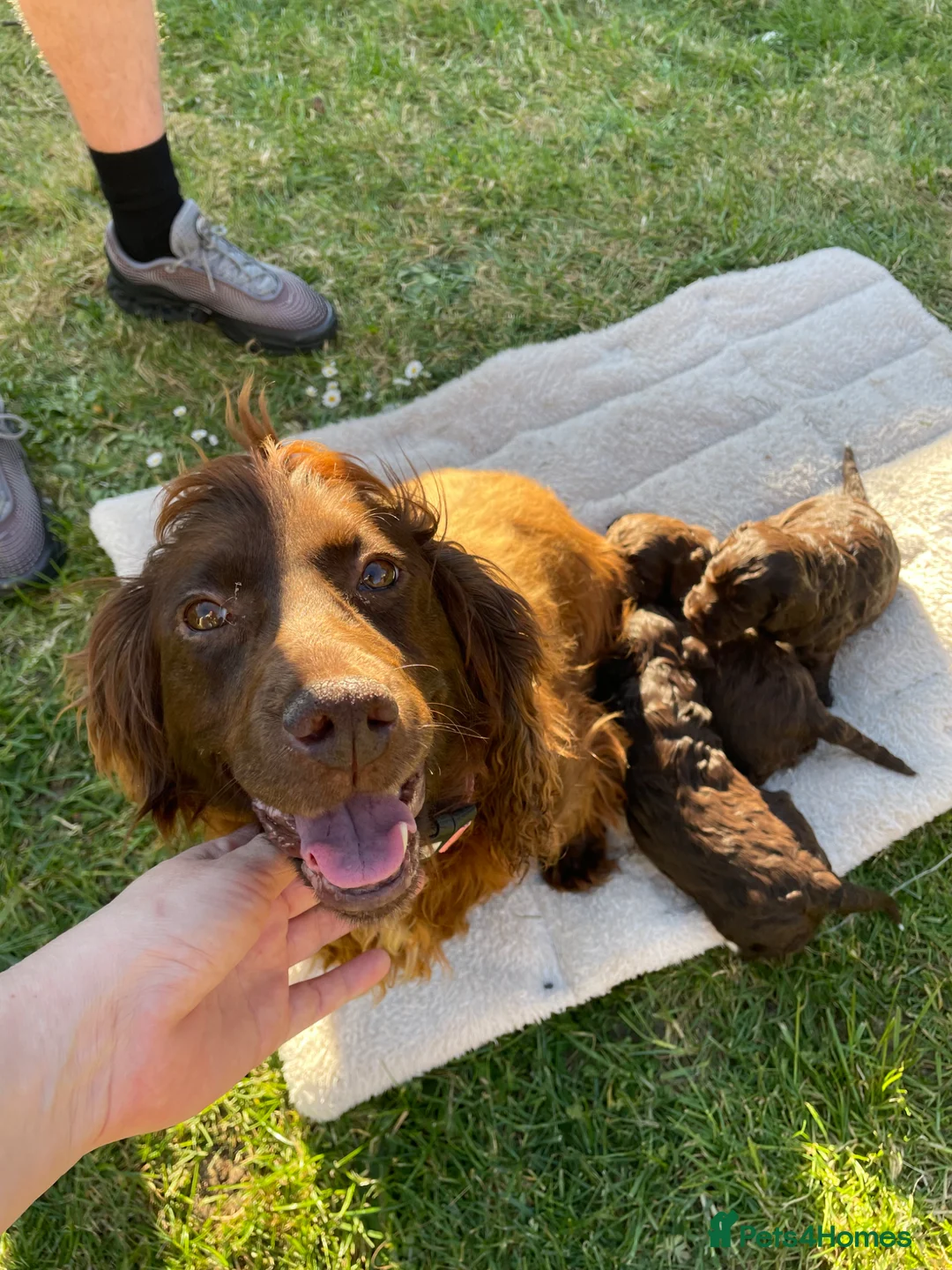 Cockapoo dogs for sale: F1 cockapoo boys  - Advert 6