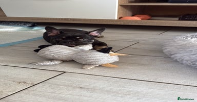 French Bulldog dogs in Leeds - Advert 10