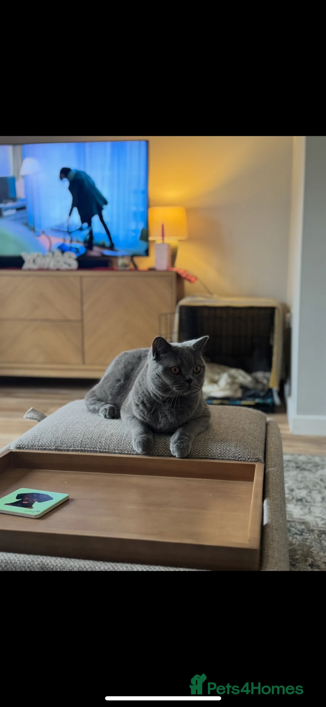 British Shorthair cats for sale: 3 year old British Shorthair Cat for rehoming  - Advert 2