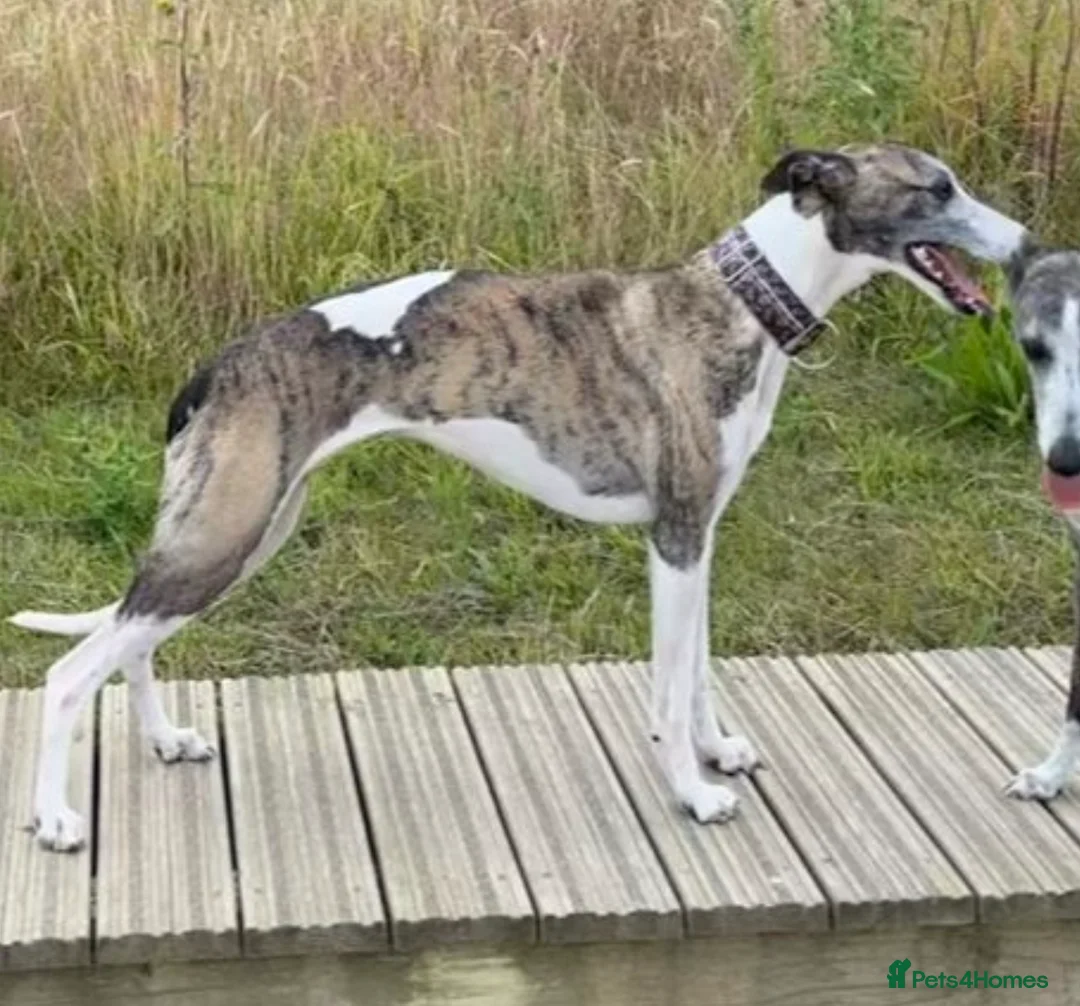 Whippet dogs for sale: Exceptional KC Whippet pups - reservation  - Advert 2