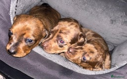 Miniature Dachshund dogs for sale: Stunning miniature dachshund  - Image 1