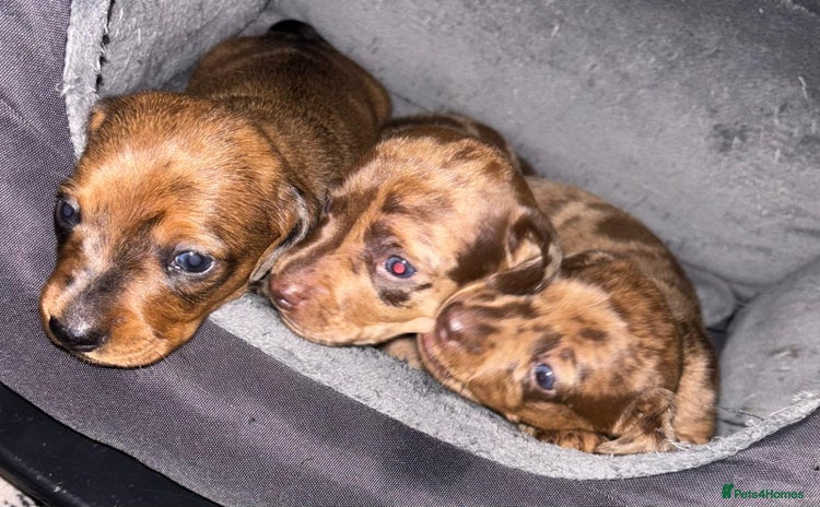 Miniature Dachshund dogs - Advert 1
