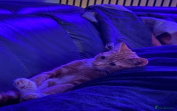 Mixed Breed cats for sale: Female Kitten - Image 2