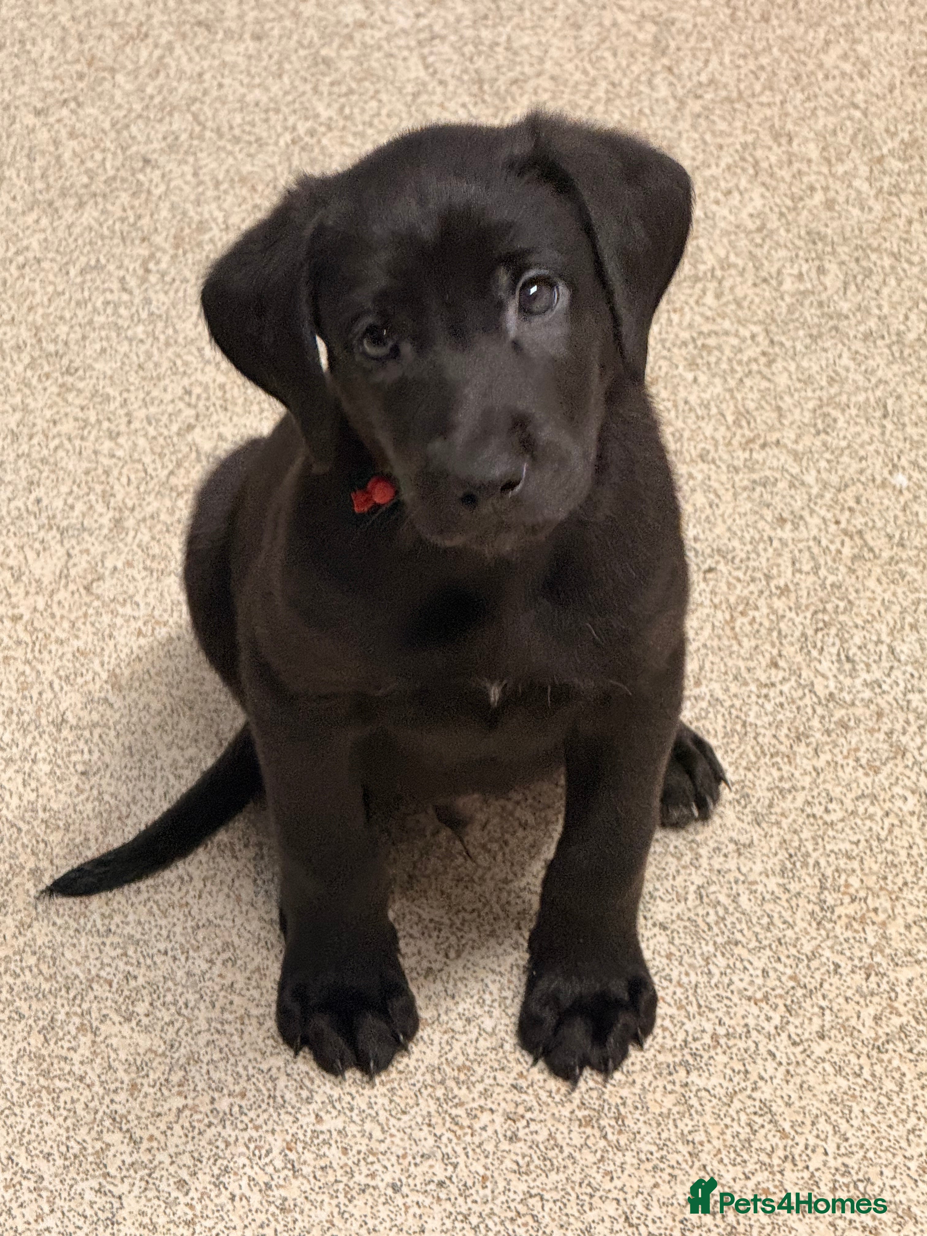 Mixed Breed dogs F1 Bloodhound X German Sheppard - Advert 3