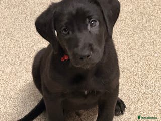 Mixed Breed dogs F1 Bloodhound X German Sheppard - Advert 3