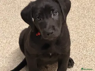 Mixed Breed dogs F1 Bloodhound X German Sheppard - Advert 11