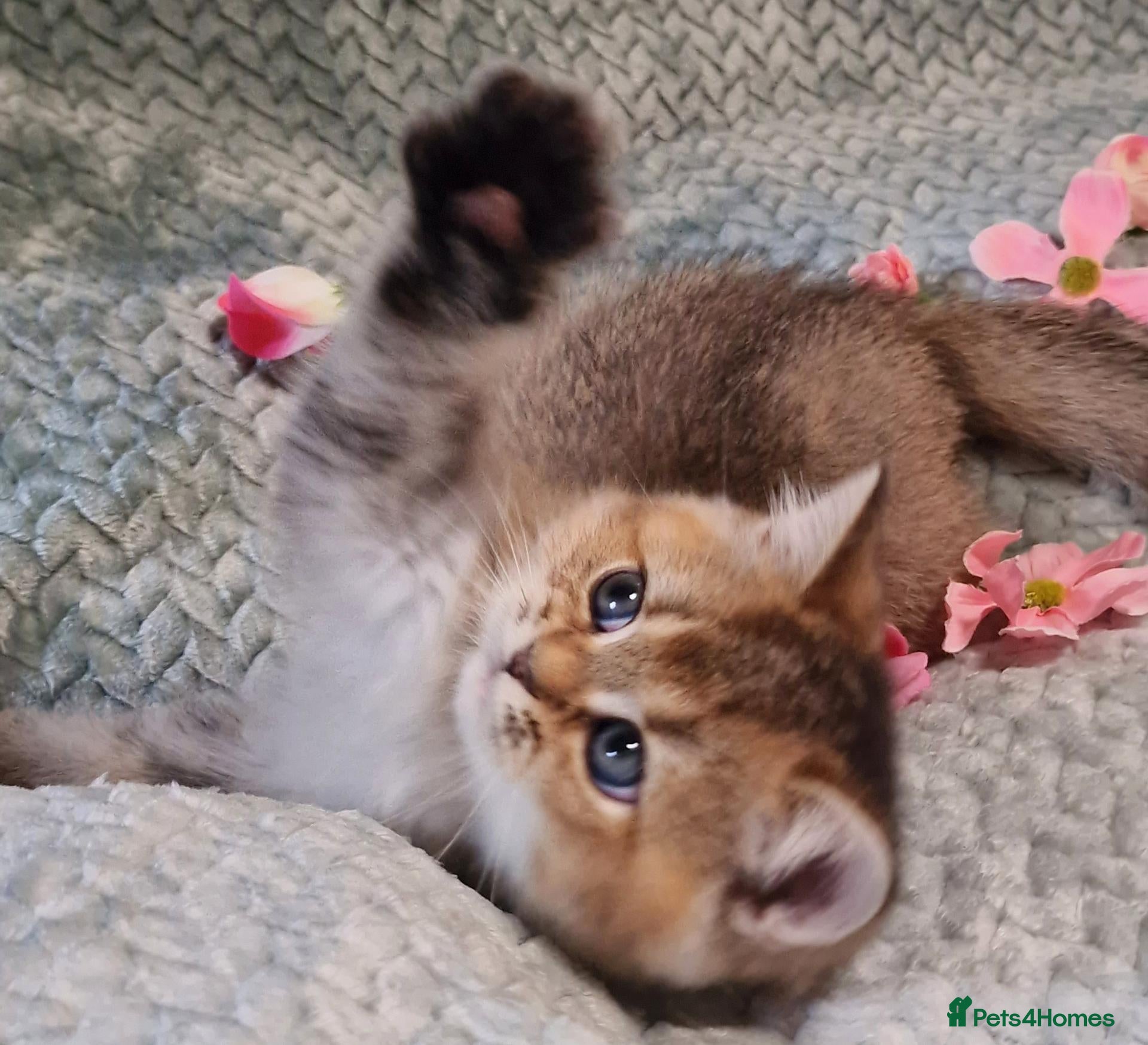 British Shorthair cats for sale: 💖TICA GOLDEN / GOLDEN POINT BSH & BLH KITTENS💖 - Advert 1