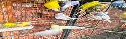 Budgerigars birds for sale: Stunning budgies for sale  - Advert 13