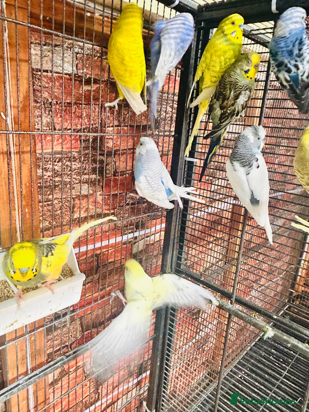 Budgerigars birds for sale: Stunning budgies for sale  - Advert 13