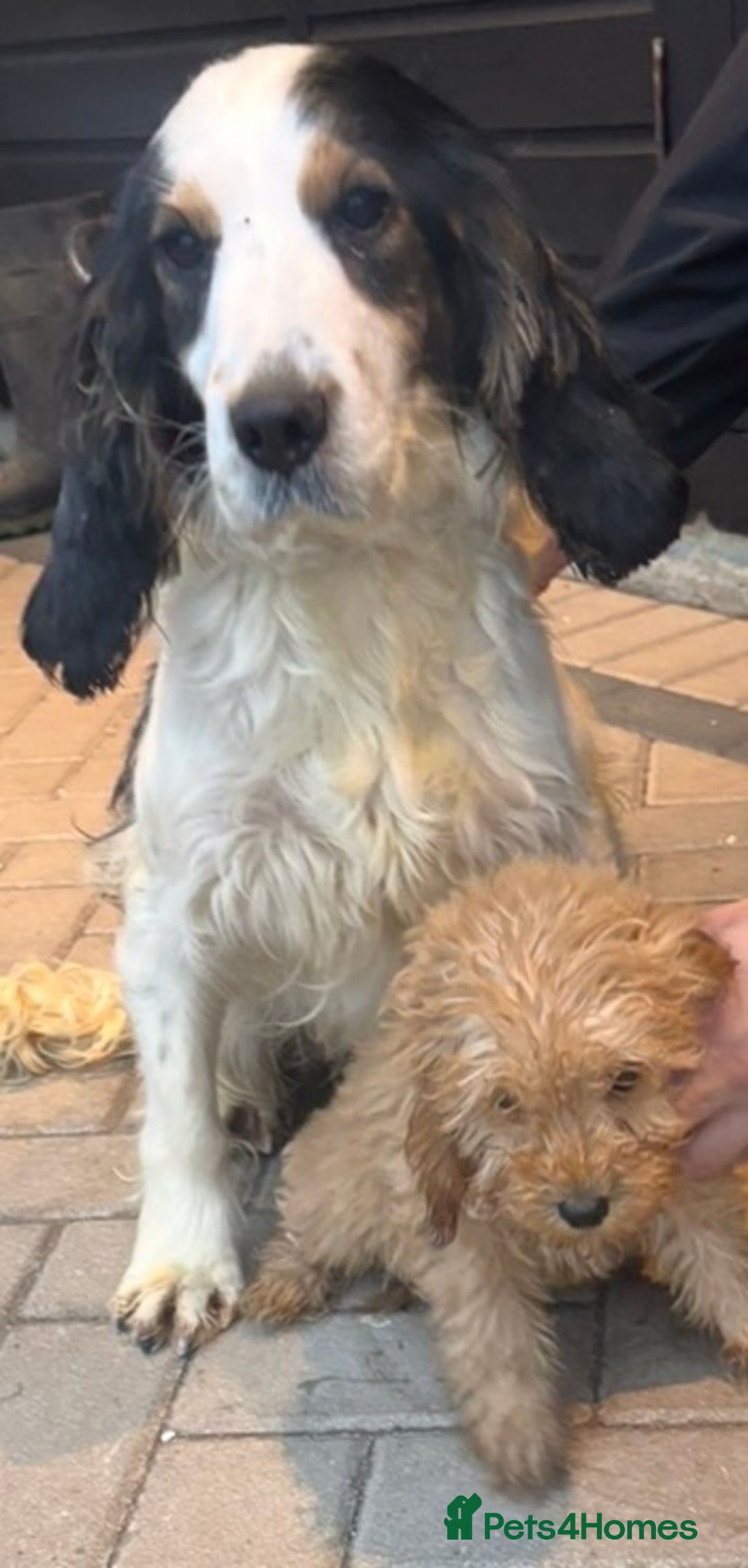 Cockapoo dogs for sale: Beautiful gold Cockapoo puppies - Advert 2