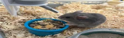 Hamster rodents for sale: Unknown species Hamster - Advert 3