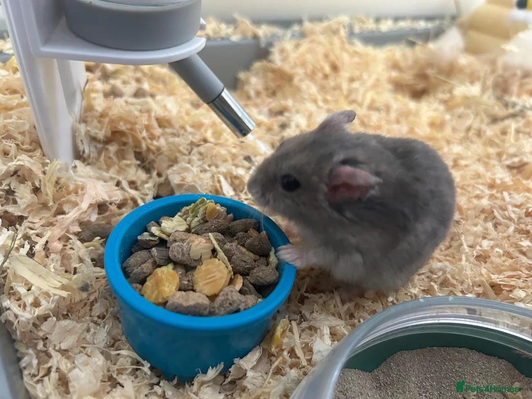 Hamster rodents for sale: Unknown species Hamster - Advert 3