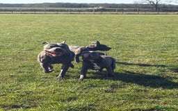 Staffordshire Bull Terrier dogs for sale: 6 month old male  - Image 3