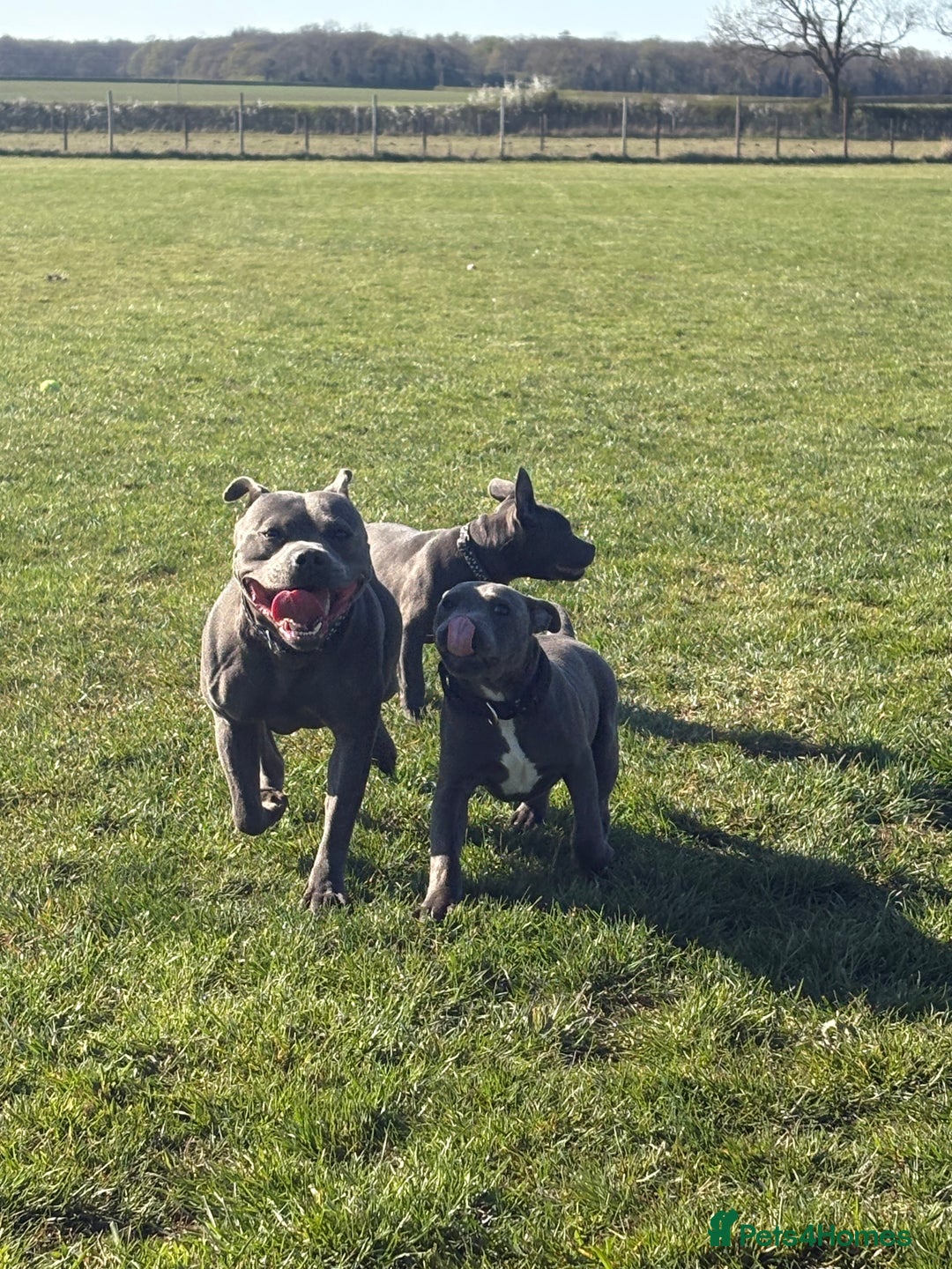 Staffordshire Bull Terrier dogs for sale: 6 month old male  - Image 3