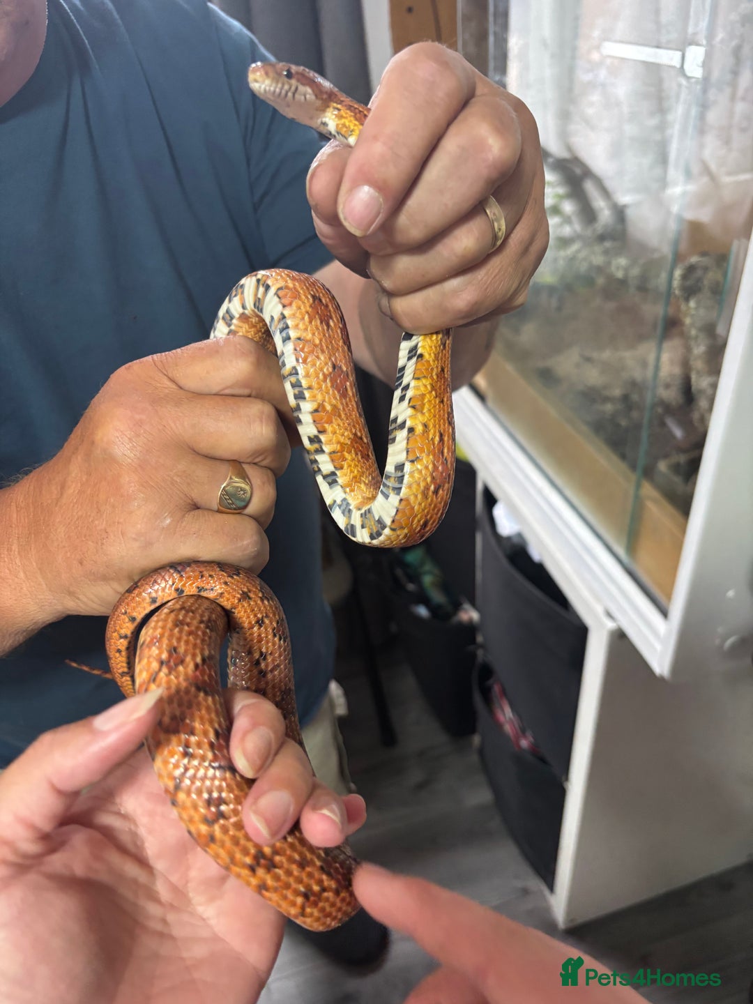 Corn Snake reptiles for sale: Beautiful male corn snake - Image 4