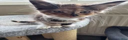 Maine Coon cats for sale: GCCF PEDIGREE MAINECOON KITTENS - Advert 19
