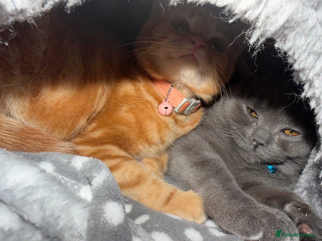 British Shorthair cats for sale: Two Beautiful Kiitens - blue sh & ginger tabby  - Image 6