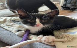 Mixed Breed cats for sale: Mother cat & her kittens wanting homes  - Image 4