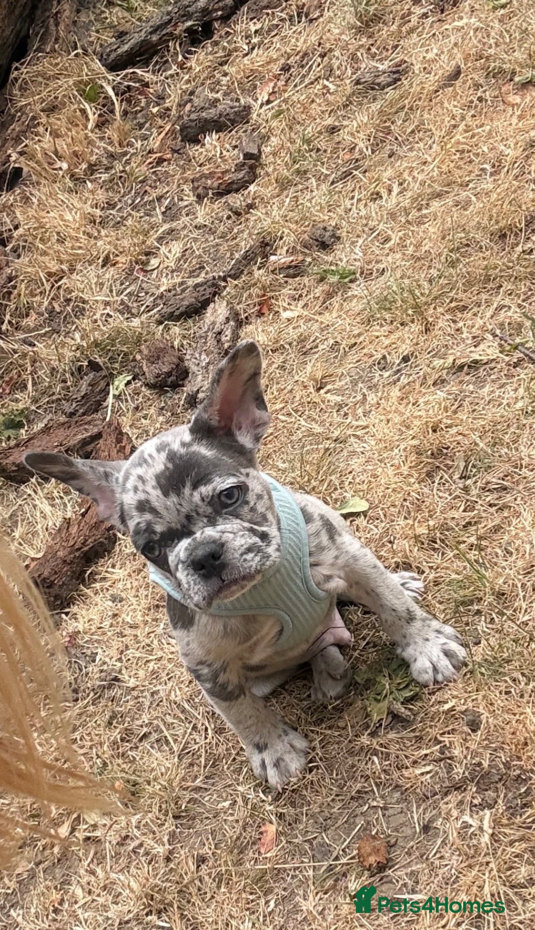 French Bulldog dogs Blue French bulldog  - Advert 9