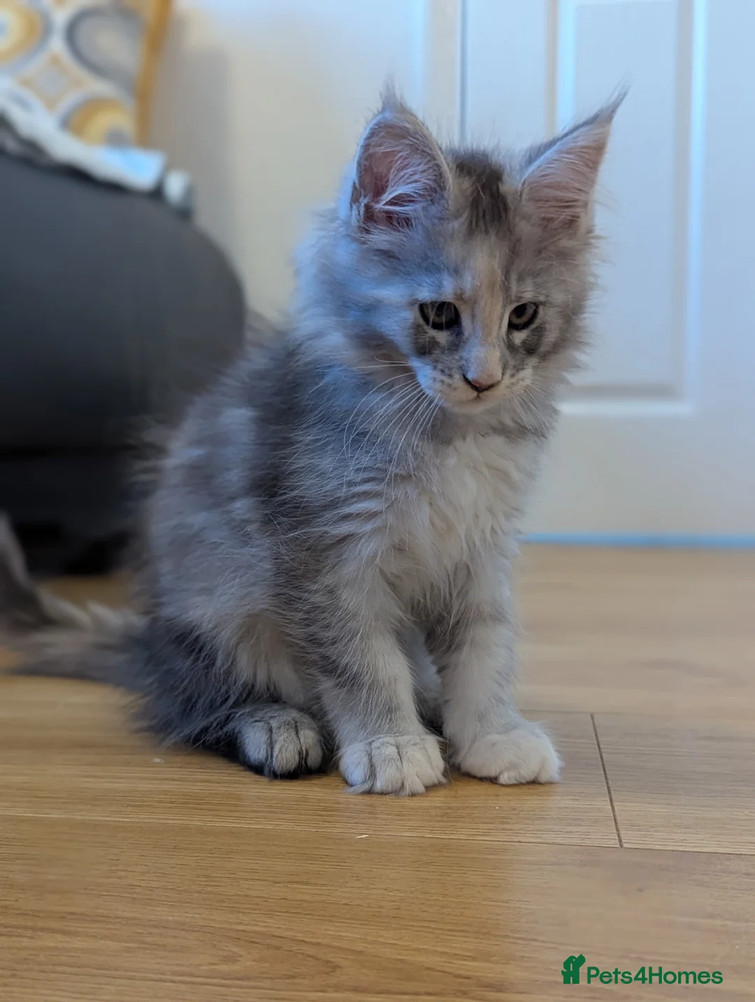 Maine Coon cats for sale: 🏅GCCF🏅 pure maine coon kittens  - Advert 22