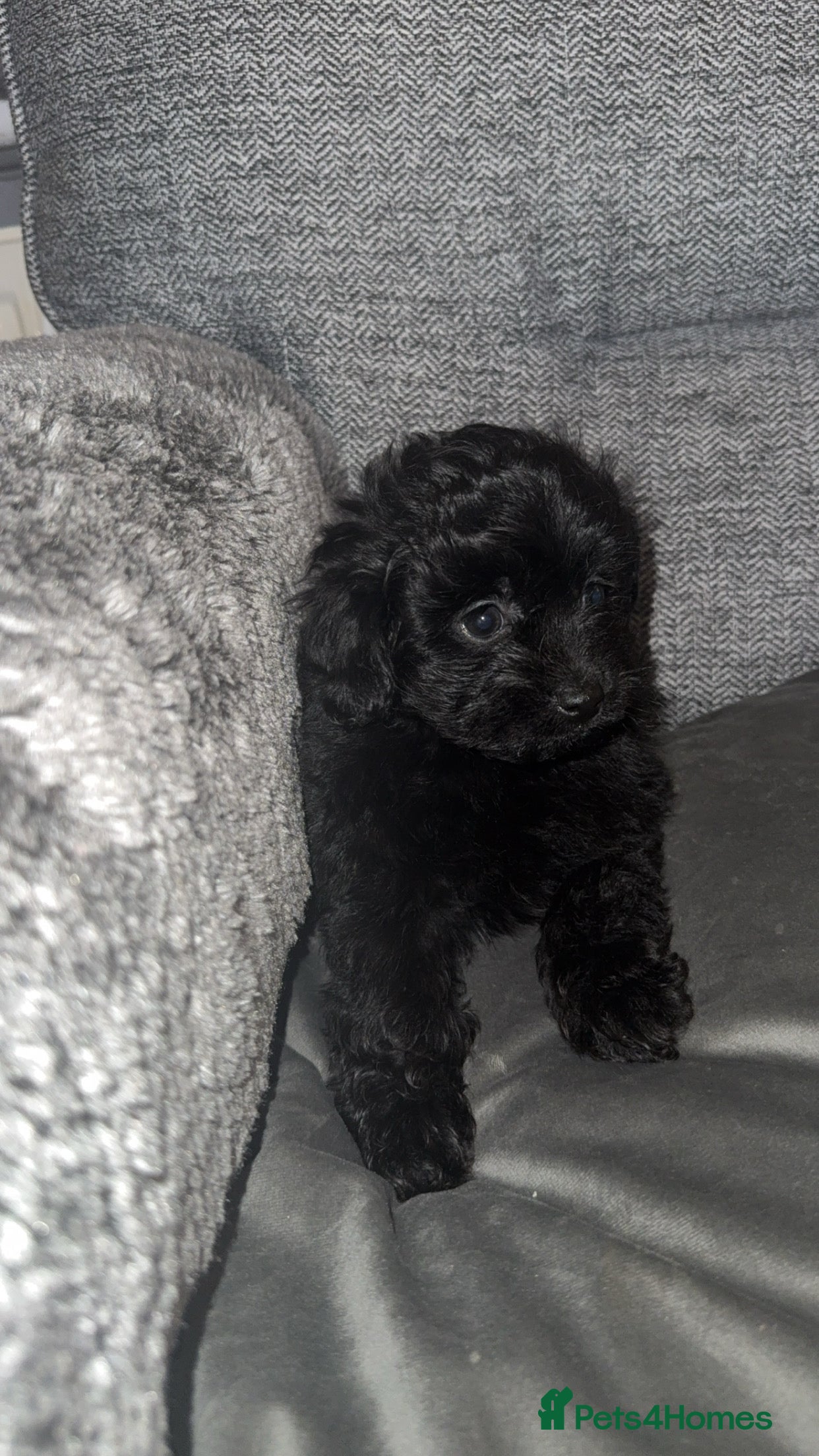 Pomapoo dogs Princess Pomapoo 🩷 - Advert 3