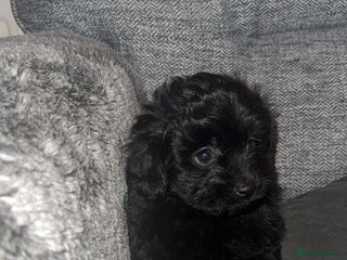 Pomapoo dogs Princess Pomapoo 🩷 - Advert 4