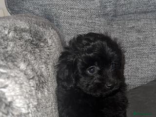 Pomapoo dogs Princess Pomapoo 🩷 - Advert 5