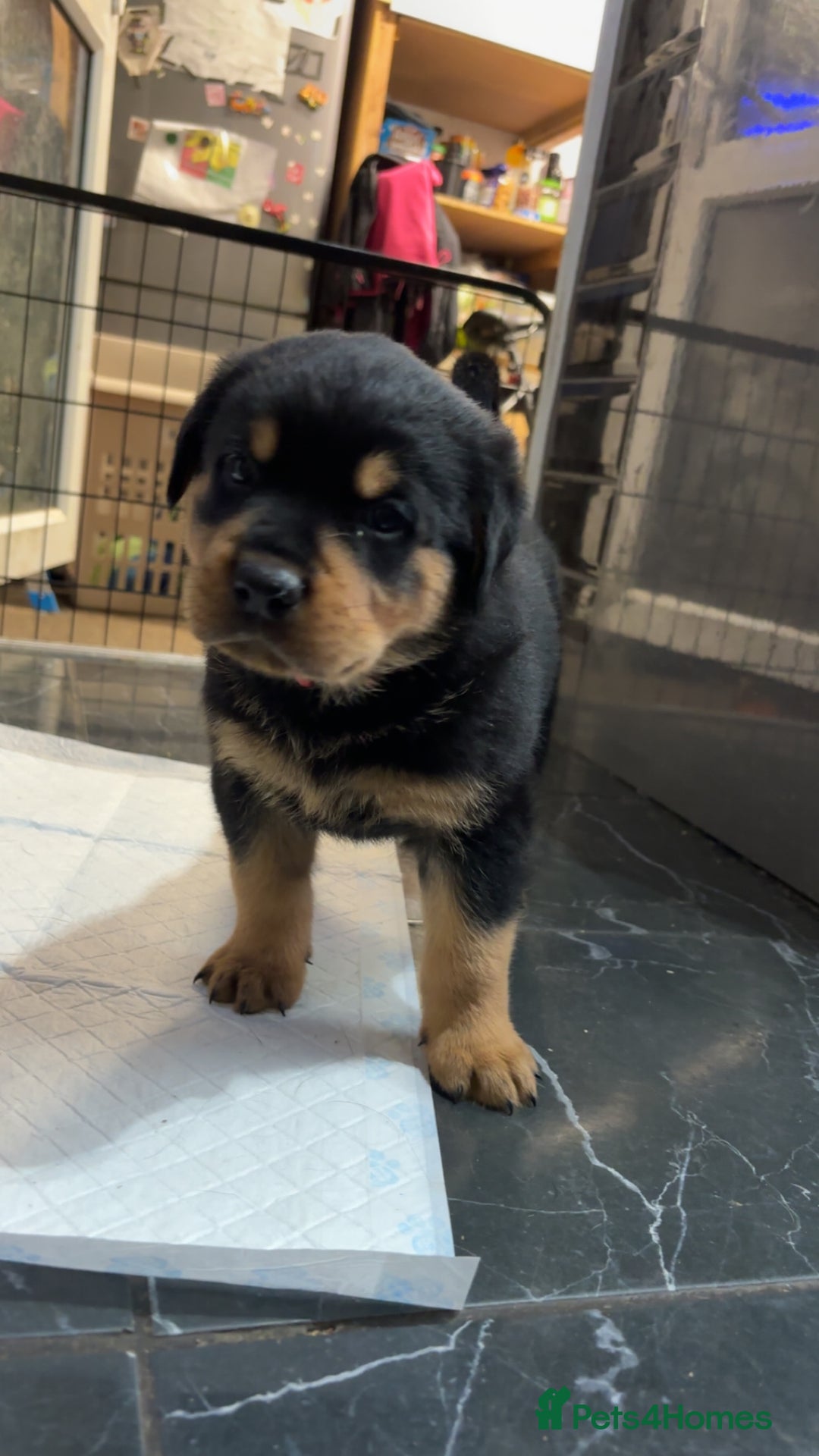 Rottweiler dogs for sale: 10 week old Rottweiler Puppies - Advert 2