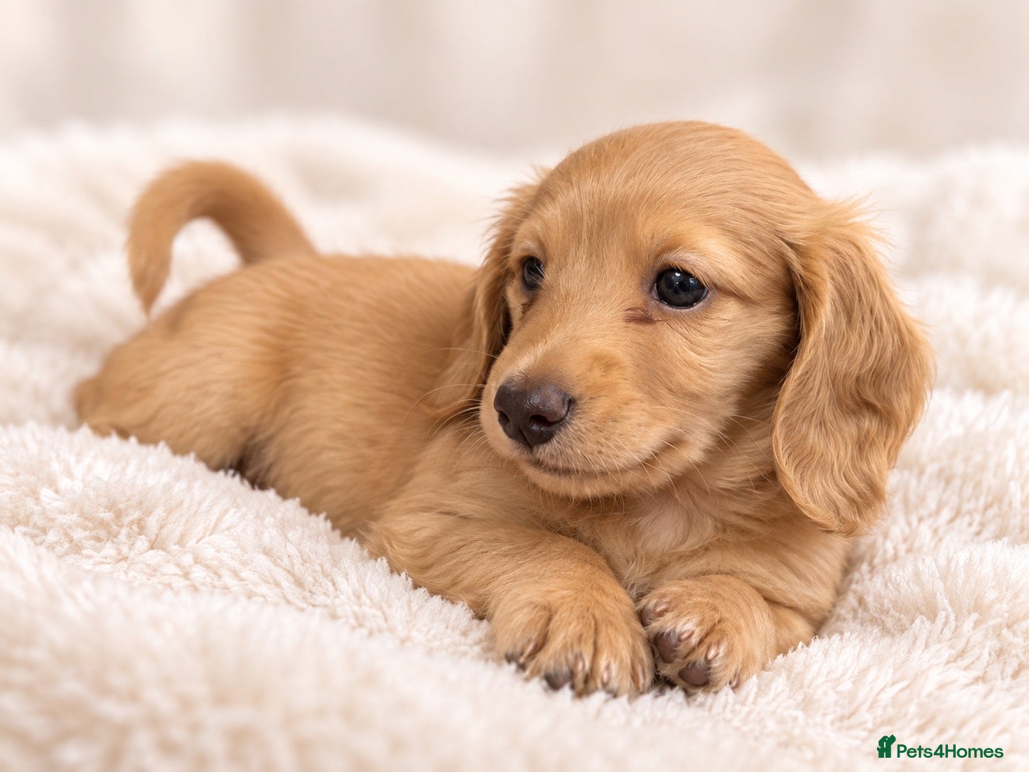Miniature Dachshund dogs  KC Registered Long-Haired Dachshund Puppies ✨ - Advert 2
