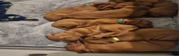 Hungarian Vizsla dogs for sale: Hungarian Vizsla Puppies – Ready Soon! - Advert 3