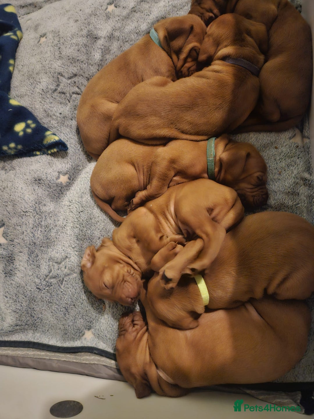 Hungarian Vizsla dogs for sale: Hungarian Vizsla Puppies – Ready Soon! - Advert 3